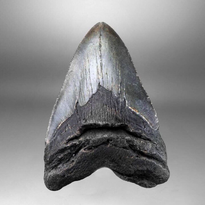 Megalodon Tooth Fossil // 4.31" High // 5 to 10 Million Years Old