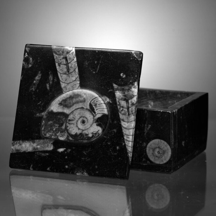 Square Ammonite and Belemnite Jewelry Box - Image 2