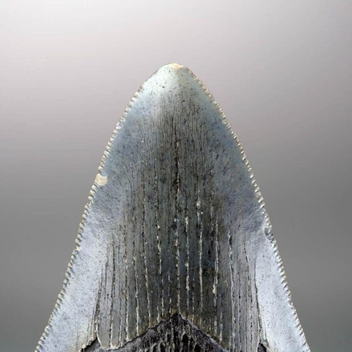 Megalodon Tooth // 4" High // 5 to 10 Million Years Old - Image 5