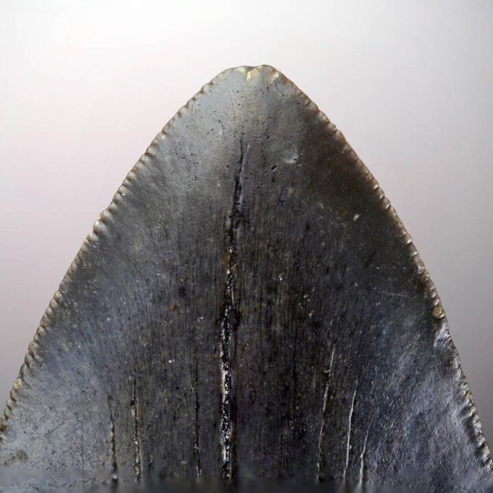 Megalodon Tooth Fossil // 4.31" High // 5 to 10 Million Years Old - Image 5
