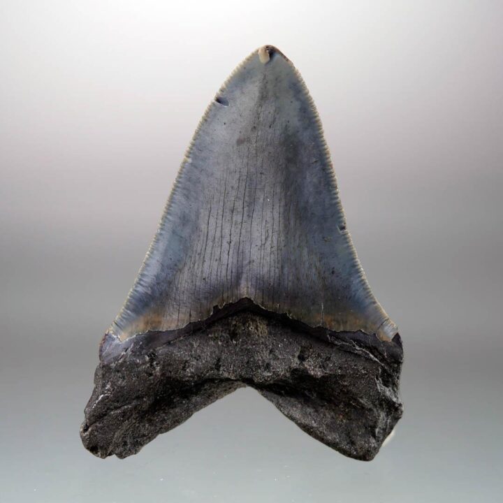 Megalodon Tooth // 4" High // 5 to 10 Million Years Old - Image 4