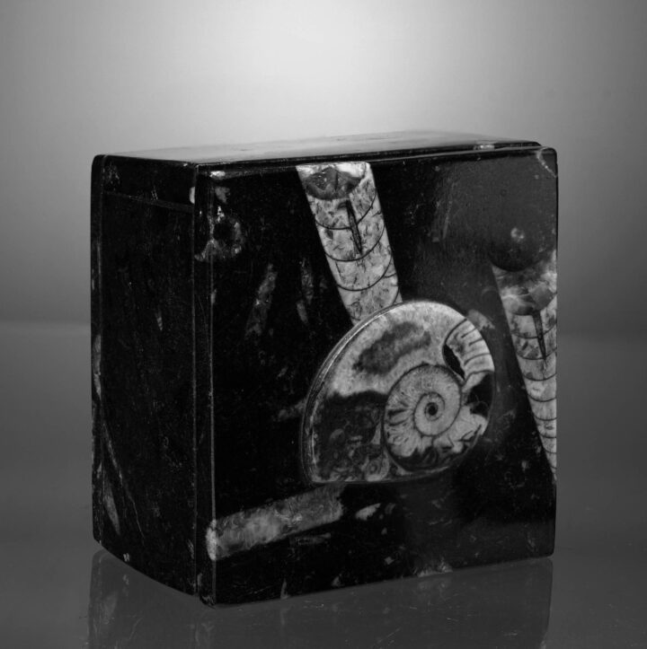 Square Ammonite and Belemnite Jewelry Box - Image 4