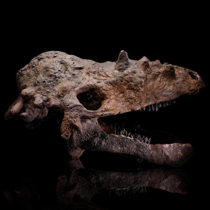 Pachycephalosaurus Skull - (Pachy)
