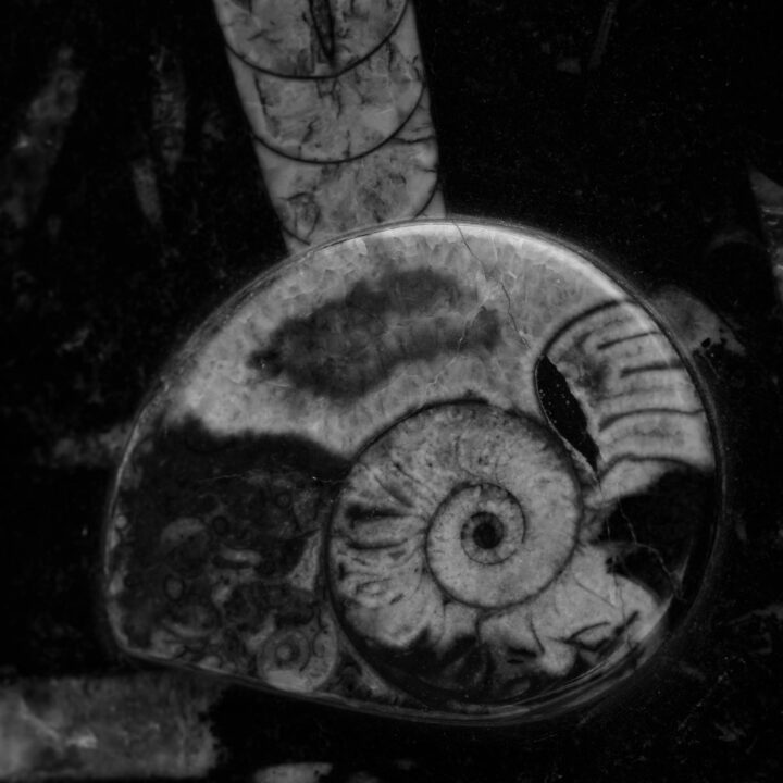 Square Ammonite and Belemnite Jewelry Box - Image 5