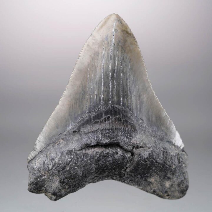 Megalodon Tooth – 4" High – Ver. 1