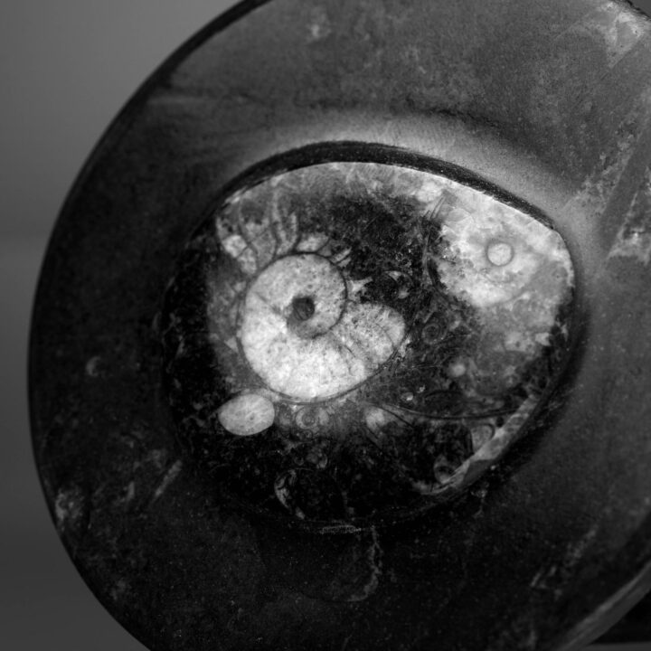 Round Ammonite and Belemnite Jewelry Box - Image 4