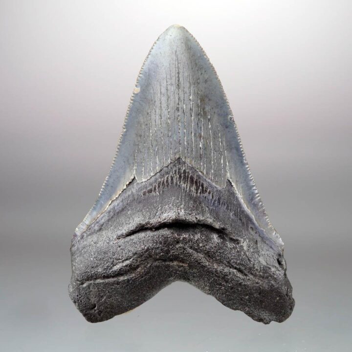 Megalodon Tooth // 4" High // 5 to 10 Million Years Old
