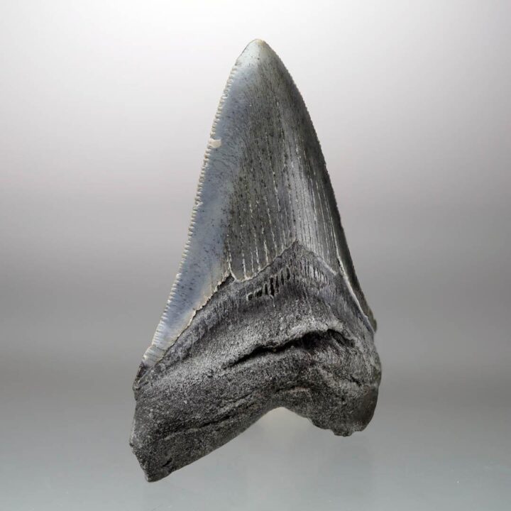 Megalodon Tooth // 4" High // 5 to 10 Million Years Old - Image 3