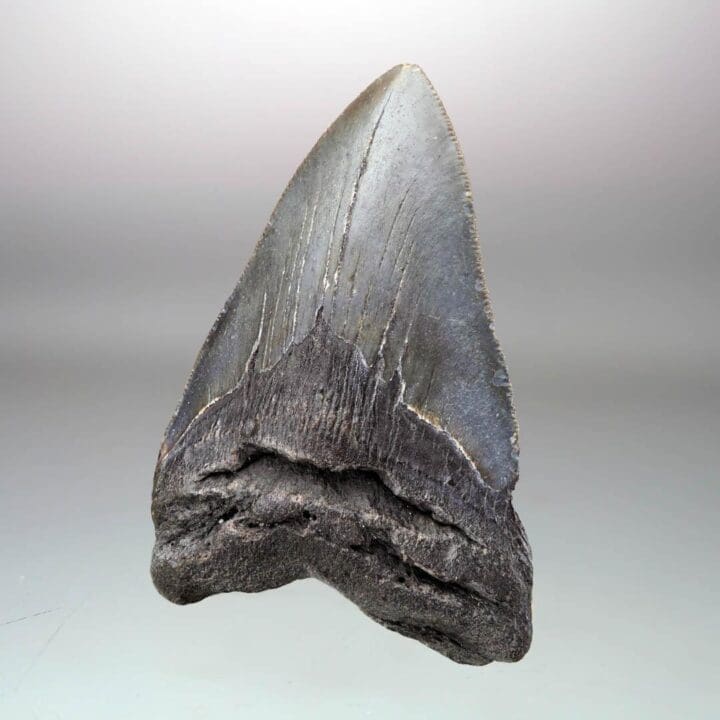 Megalodon Tooth Fossil // 4.31" High // 5 to 10 Million Years Old - Image 2