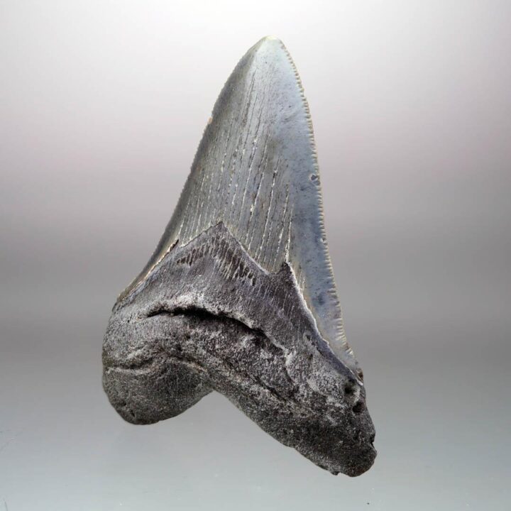 Megalodon Tooth // 4" High // 5 to 10 Million Years Old - Image 2