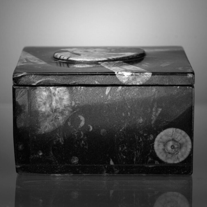 Square Ammonite and Belemnite Jewelry Box