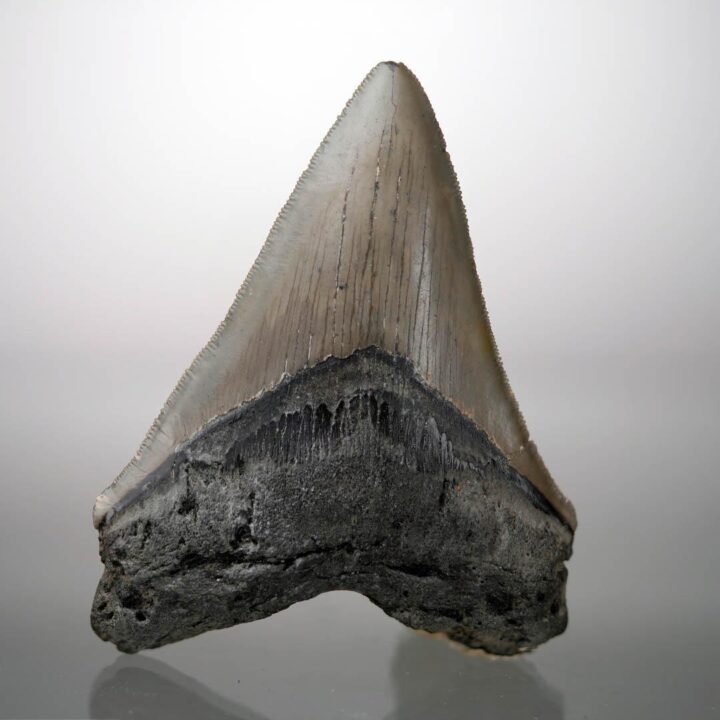 Megalodon Tooth – 4" High – Ver. III