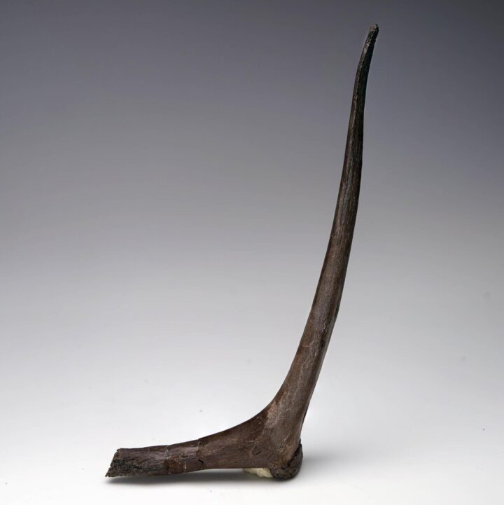 Edmontosaurus Cervical Rib - Image 2