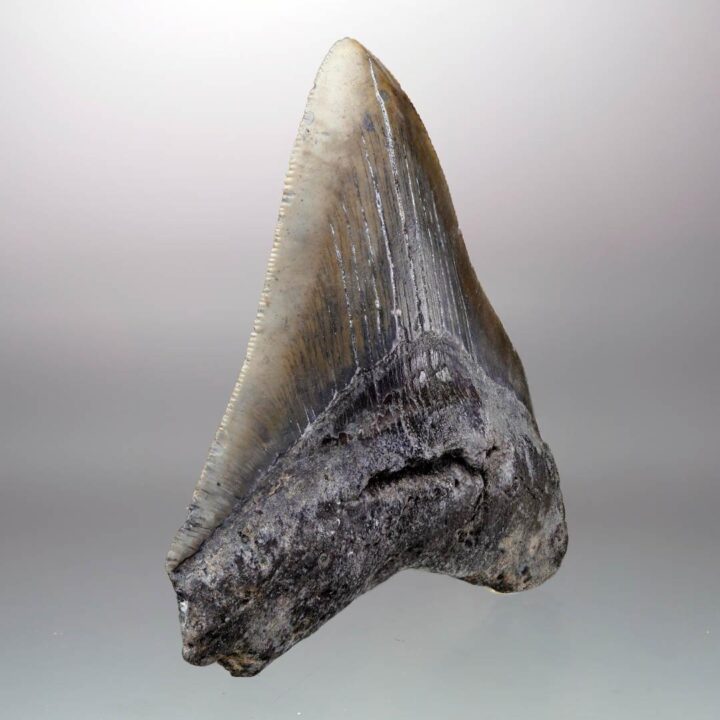Megalodon Tooth – 4" High – Ver. 1 - Image 3