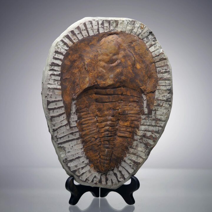 4.4 Lb. Paradoxides Trilobite Fossil – 510 Million Years Old