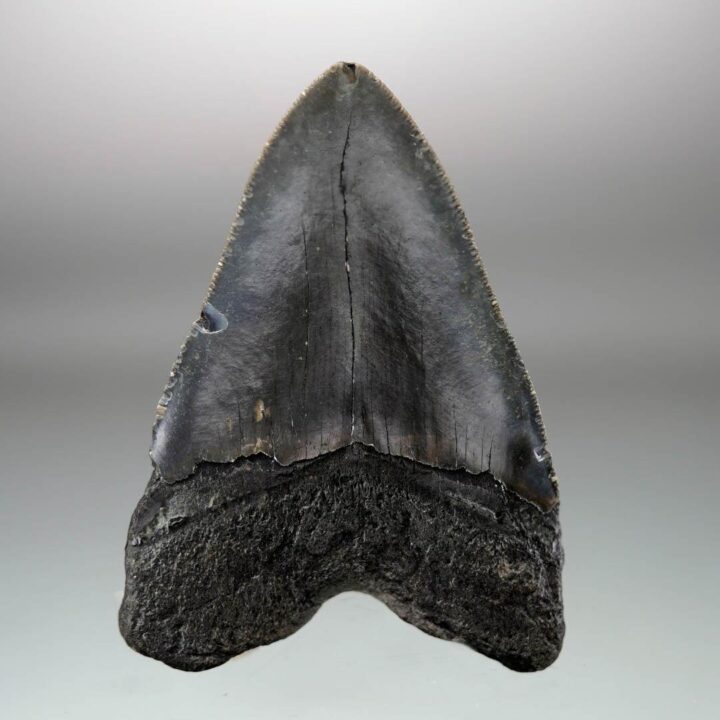 Megalodon Tooth Fossil // 4.31" High // 5 to 10 Million Years Old - Image 4