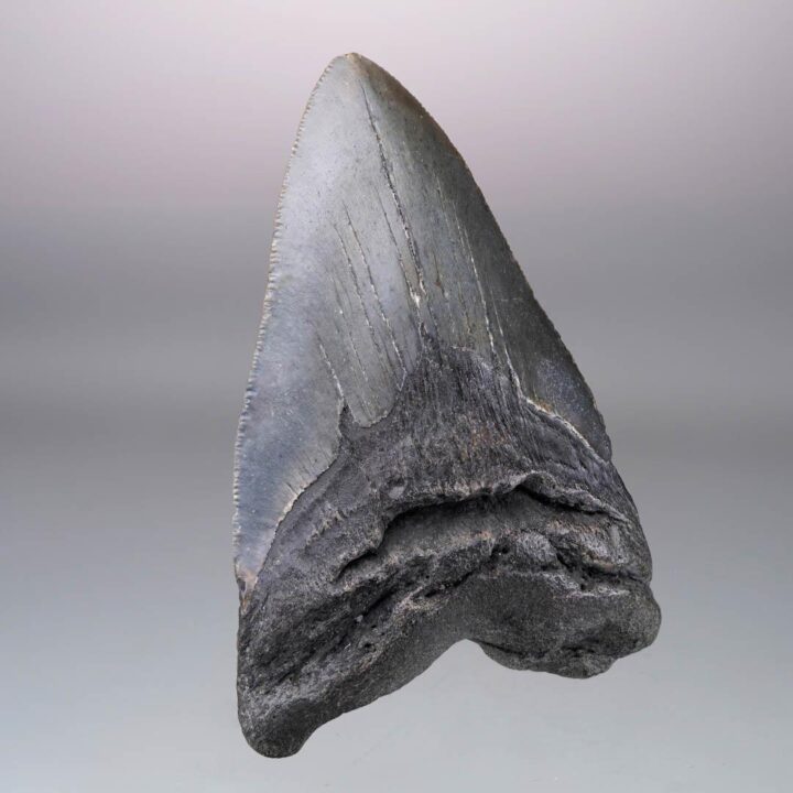 Megalodon Tooth Fossil // 4.31" High // 5 to 10 Million Years Old - Image 3
