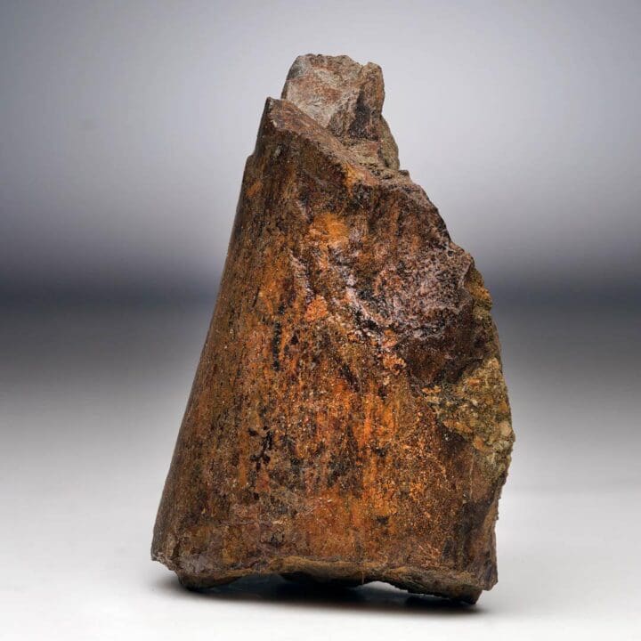T. Rex Limb Bone Fragment - Image 3