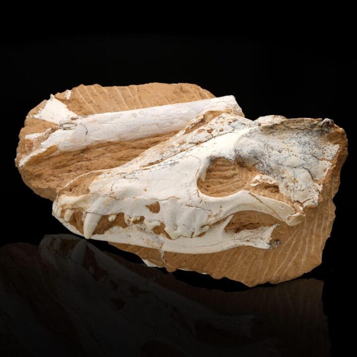 Fossilized Dire Wolf Skull