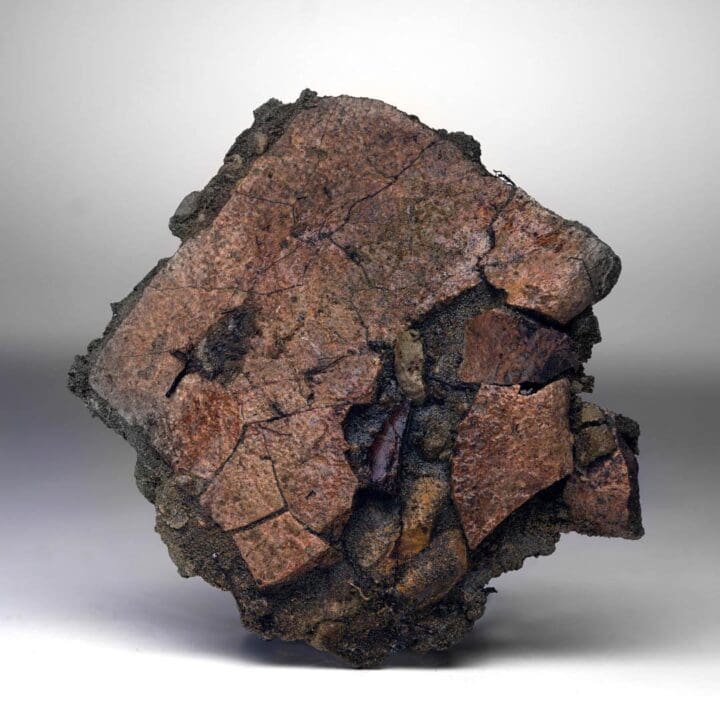 Leidyosuchus (Crocodilian) Tooth Biting Into Trionyx (Turtle) Shell // Upper Cretaceous