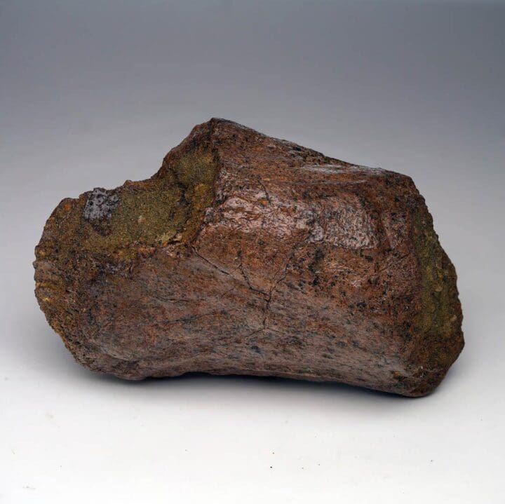 2.17 Lb. Triceratops Jaw Bone Fossil - Image 4