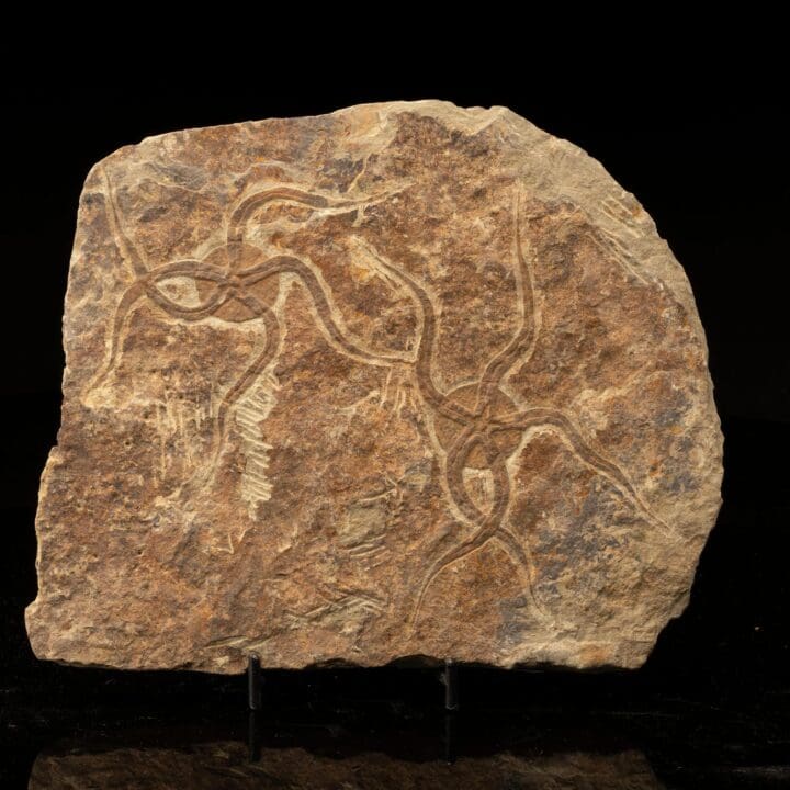 Brittle Starfish Fossil Plate - Image 2