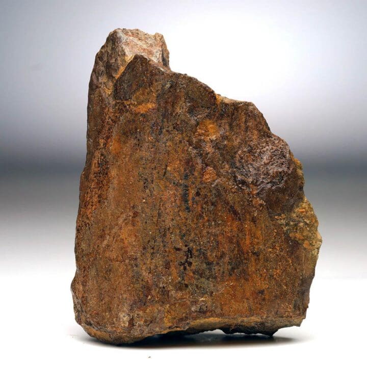 T. Rex Limb Bone Fragment