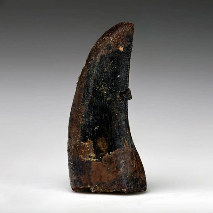 Nanotyrannosaurus Lancensis Tooth