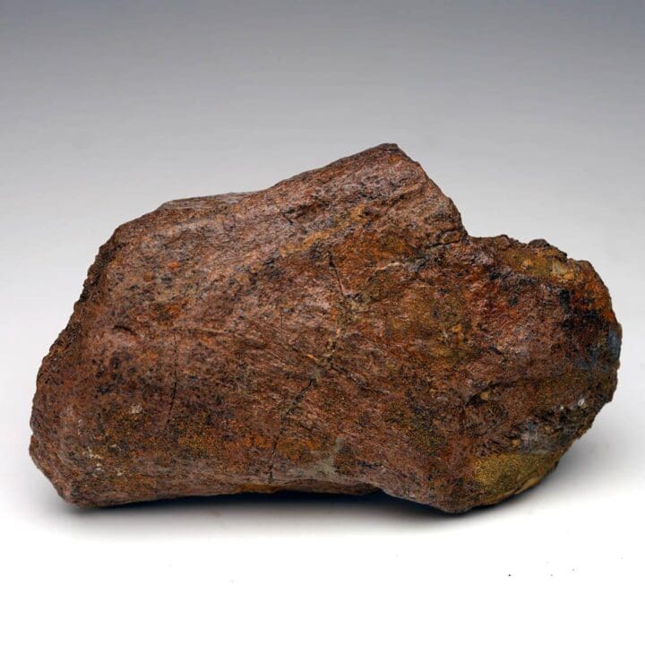 2.17 Lb. Triceratops Jaw Bone Fossil