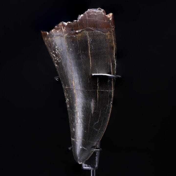 T-Rex Tooth - Image 2