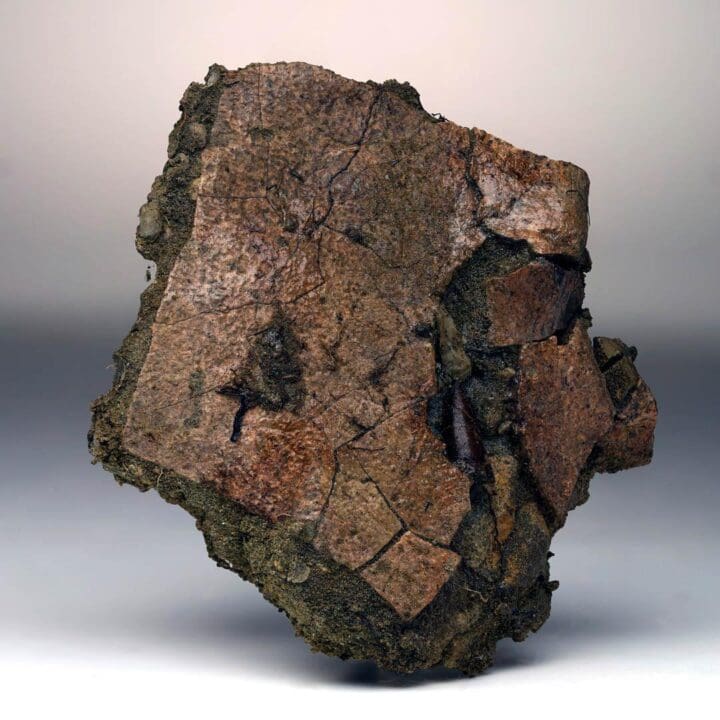 Leidyosuchus (Crocodilian) Tooth Biting Into Trionyx (Turtle) Shell // Upper Cretaceous - Image 4