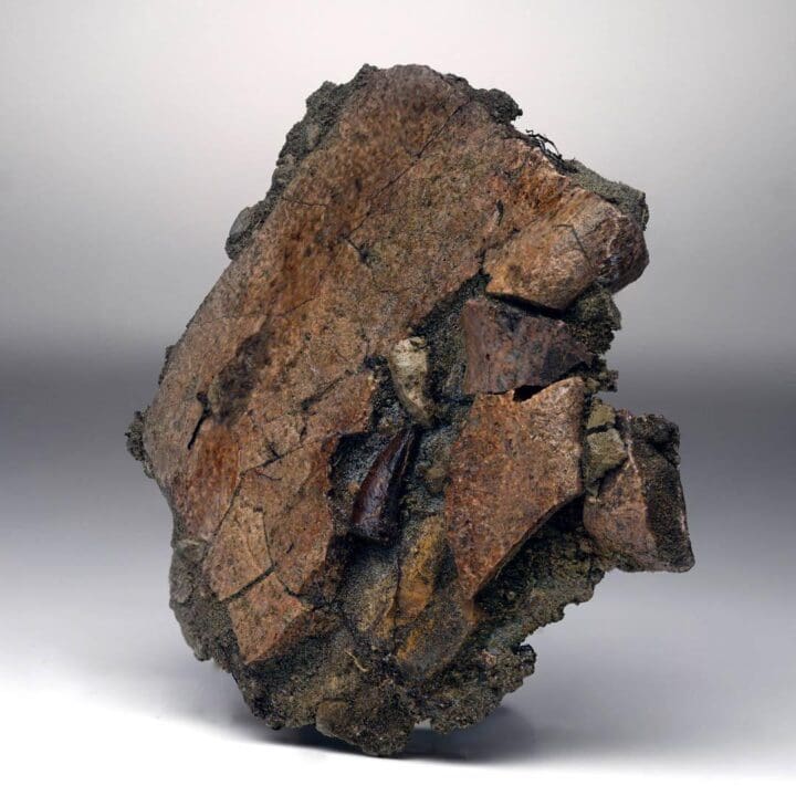 Leidyosuchus (Crocodilian) Tooth Biting Into Trionyx (Turtle) Shell // Upper Cretaceous - Image 3