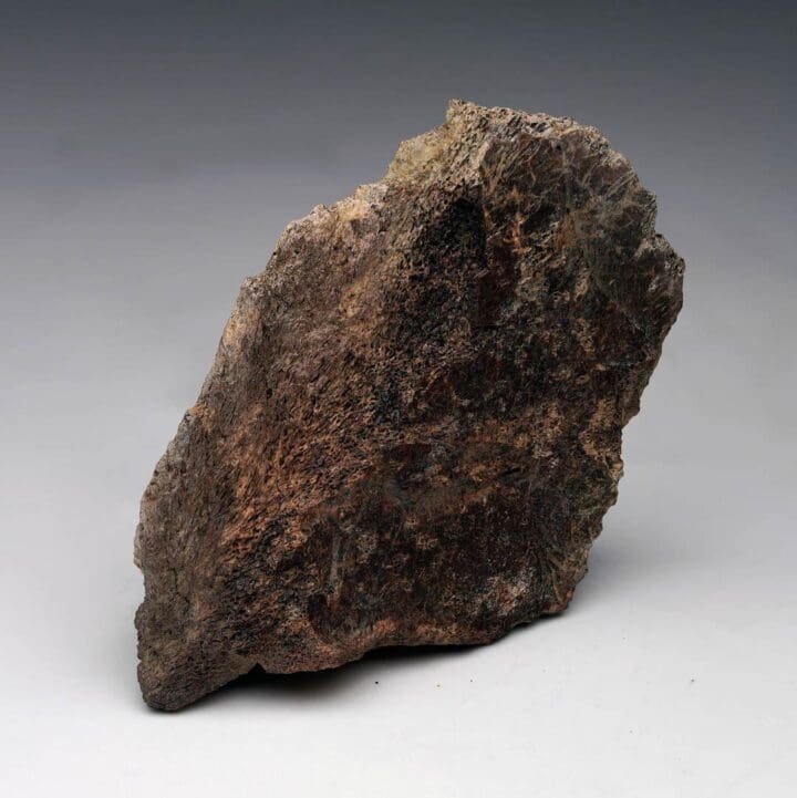 Centrosaurus Epi-Occipital Bone (Head Frill) - Image 3
