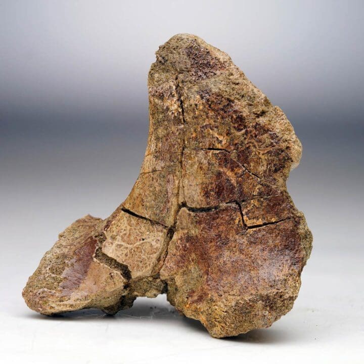 T. Rex Transverse Process Vertebra - Image 3