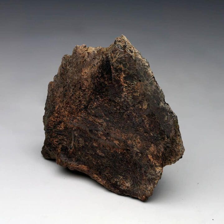 Centrosaurus Epi-Occipital Bone (Head Frill) - Image 2