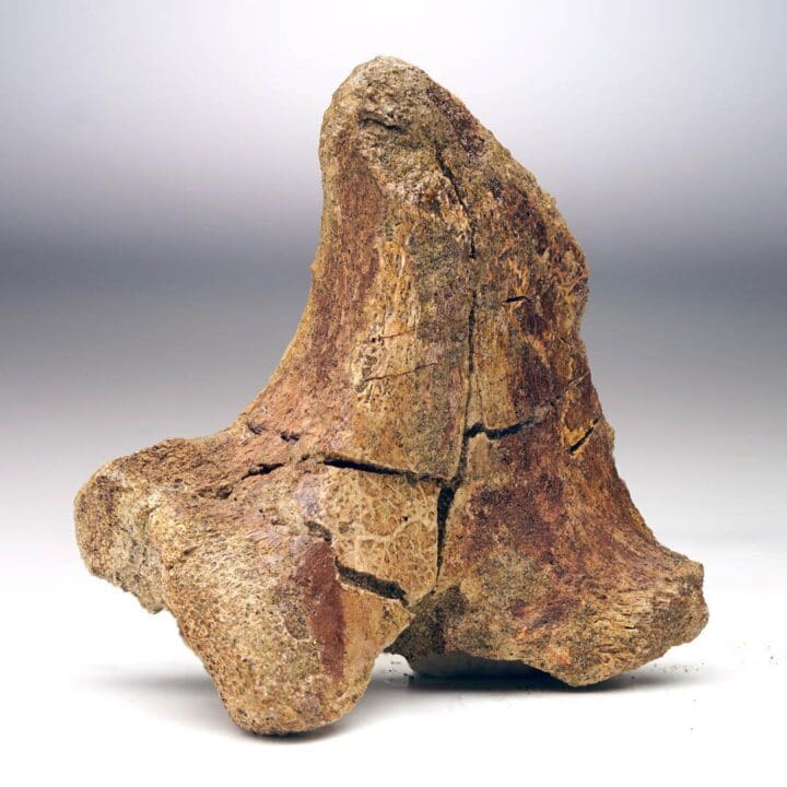 T. Rex Transverse Process Vertebra - Image 2