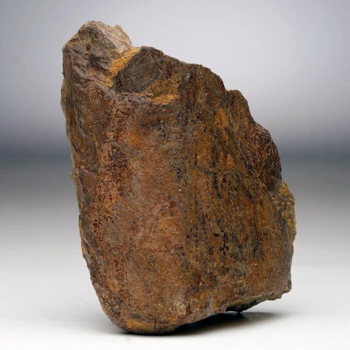 T. Rex Limb Bone Fragment - Image 2