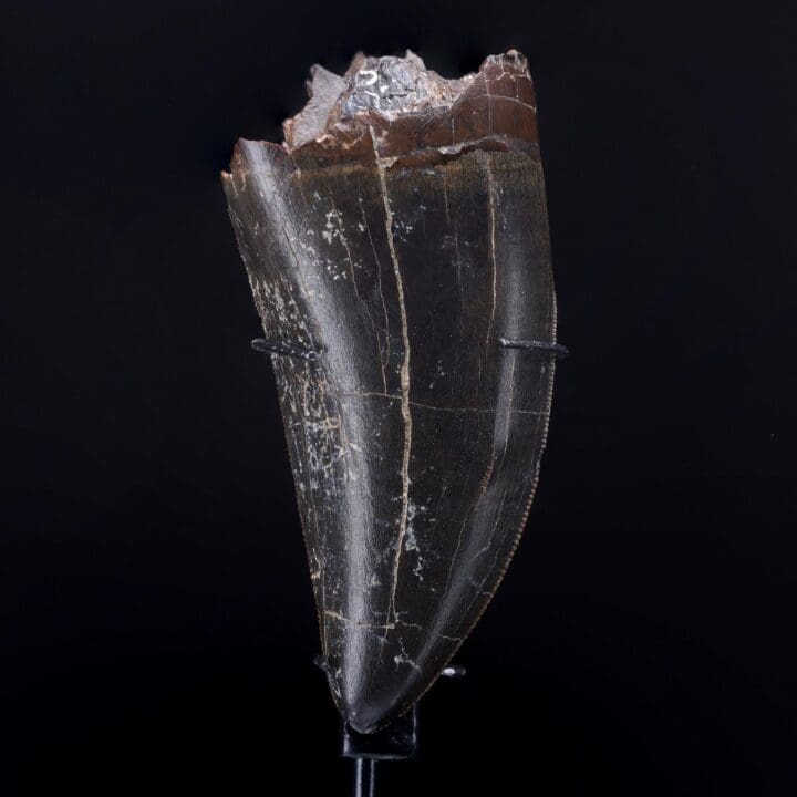 T-Rex Tooth