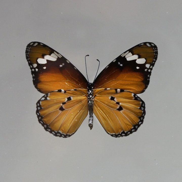 Beautiful Handmade Butterfly Box - Brown/Black - Image 2