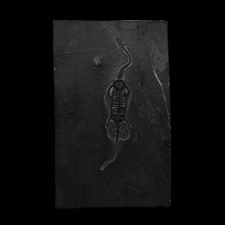 Keichousaurus Fossil