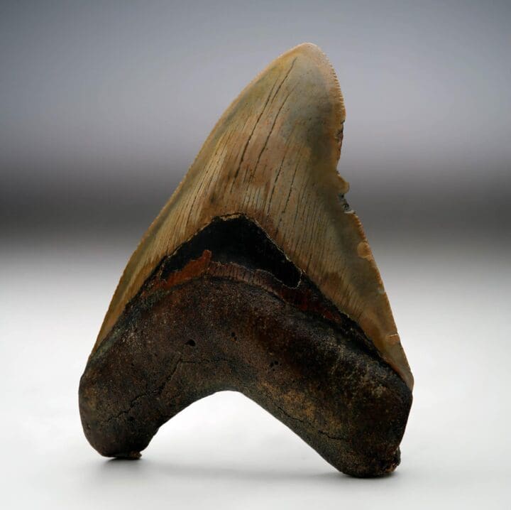 Megalodon Tooth // 4.13" High // 5 to 10 Million Years Old - Image 3