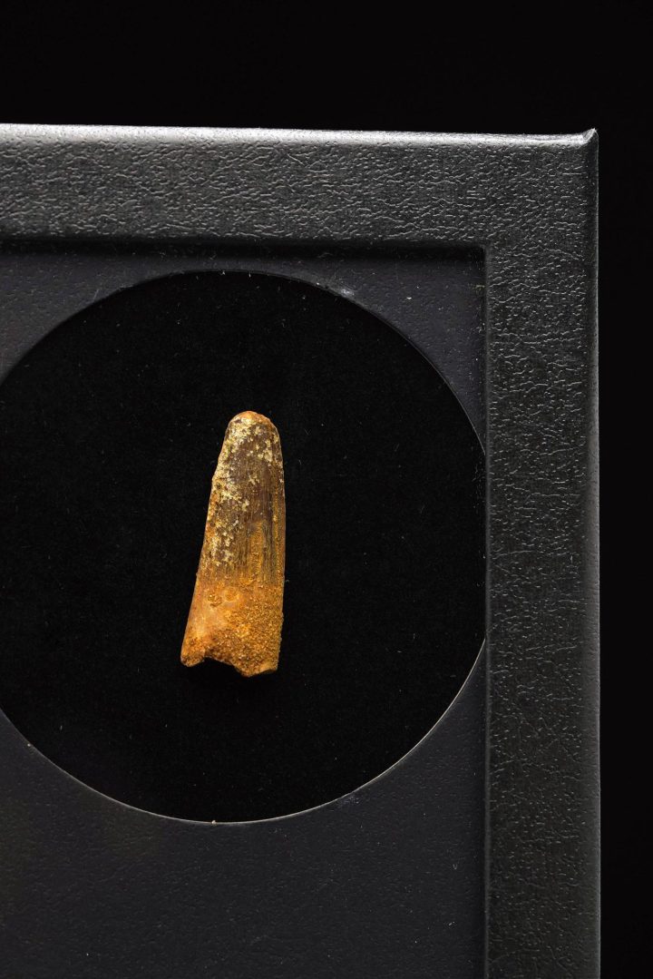 Spinosaurus Tooth Fossil – Genuine Cretaceous Predator Tooth in Collector’s Display Box