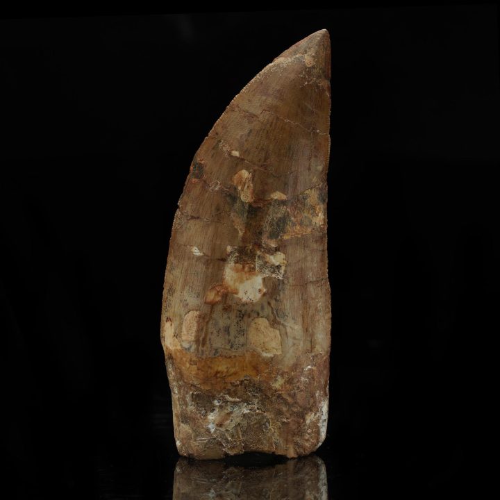 Rare Carcharodontosaurus Dinosaur Tooth