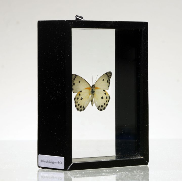 Beautiful Belenois Calypso Butterfly in Display Box - Image 3
