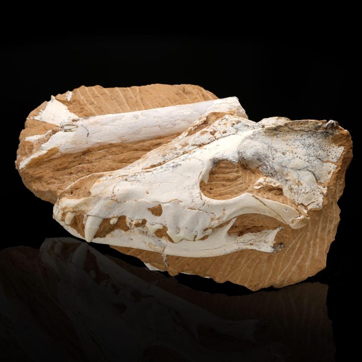 Authentic Dire Wolf Skull Fossil – Ice Age Apex Predator