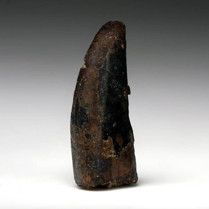 Nanotyrannosaurus Lancensis Tooth - 3.55g - Image 2