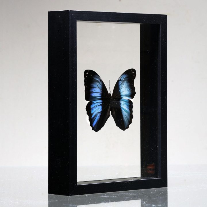 Morpho deidamia Butterfly in Display Box – Iridescent Jewel from Peru - Image 3