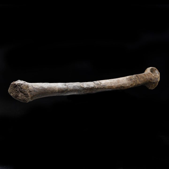 Troodon Formosus Metatarsal – 226.8 Grams - Image 3