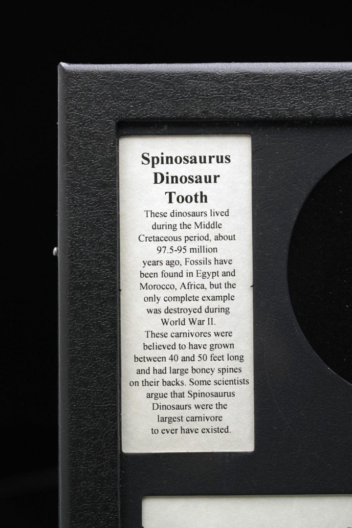 Spinosaurus Tooth Fossil – Genuine Cretaceous Predator Tooth in Collector’s Display Box