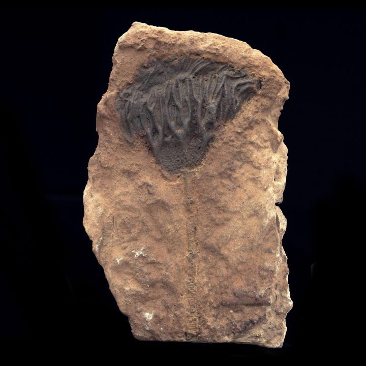 Crinoid Fossil from Morocco
